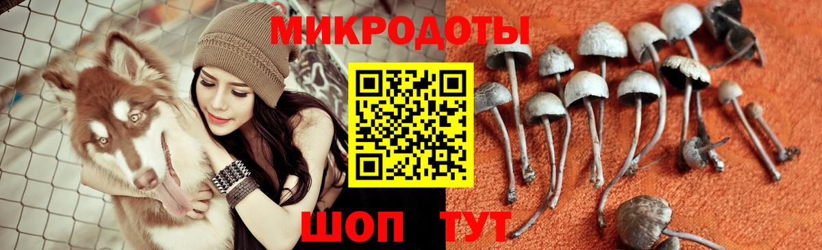 Галлюциногенные грибы Psilocybe Сорочинск